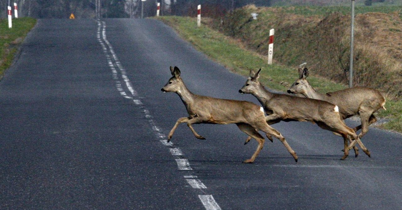 "Wilcze oczy". Wspierają bezpieczeństwo na drogach
