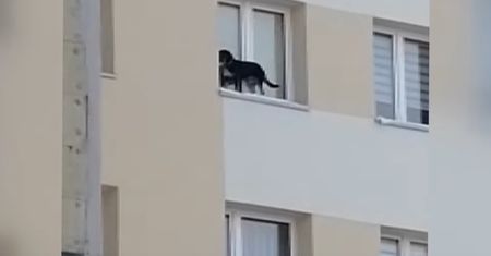 Lubin. Wystawiał psa na parapet i zamykał okno