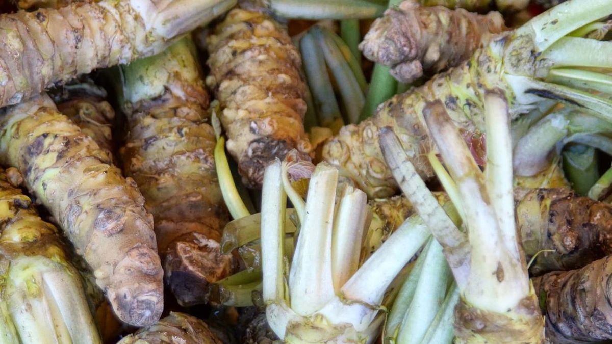 Niepozorny korzeń to skarbnica prozdrowotnych związków