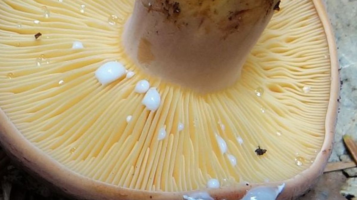 Krówka to zapominany grzyb