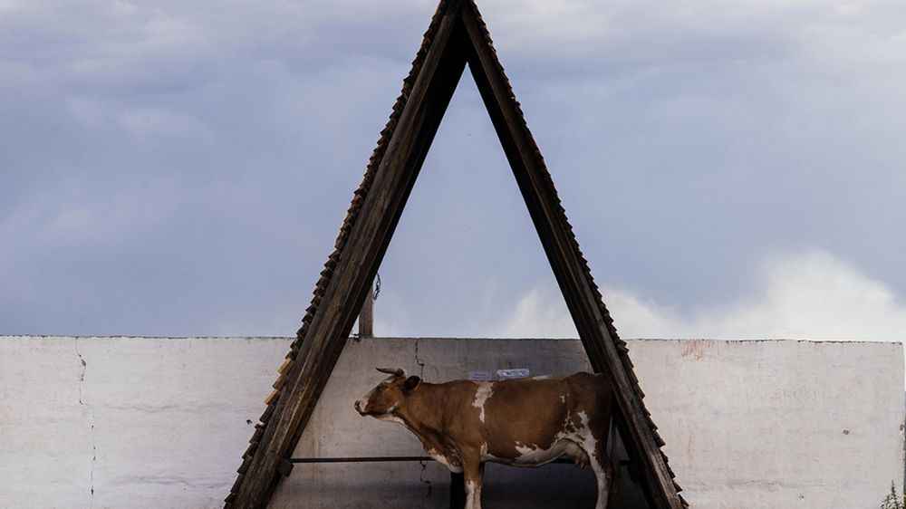 Nominowani do tytułu Najlepszego Fotografa Rosji w konkursie „Best of Russia 2016” 1