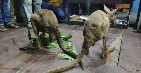 Przemytnicy zadziwili indyjskich strażników leśnych. "Nie widzieliśmy kangurów nawet w zoo"