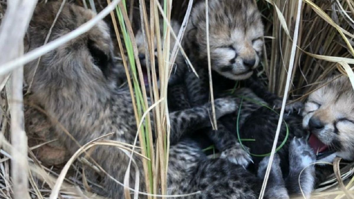 Wyjątkowe zwierzęta urodziły się w Indiach. To pierwszy raz od 70 lat!