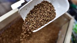 Rakotwórczy glifosat w kaszy gryczanej. "Rolnicy używają go praktycznie do wszystkiego"