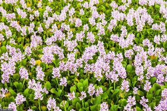 Milion złotych kary za posadzenie. Oto lista zakazanych gatunków