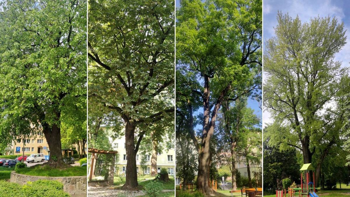 Nowe pomniki przyrody w Lublinie