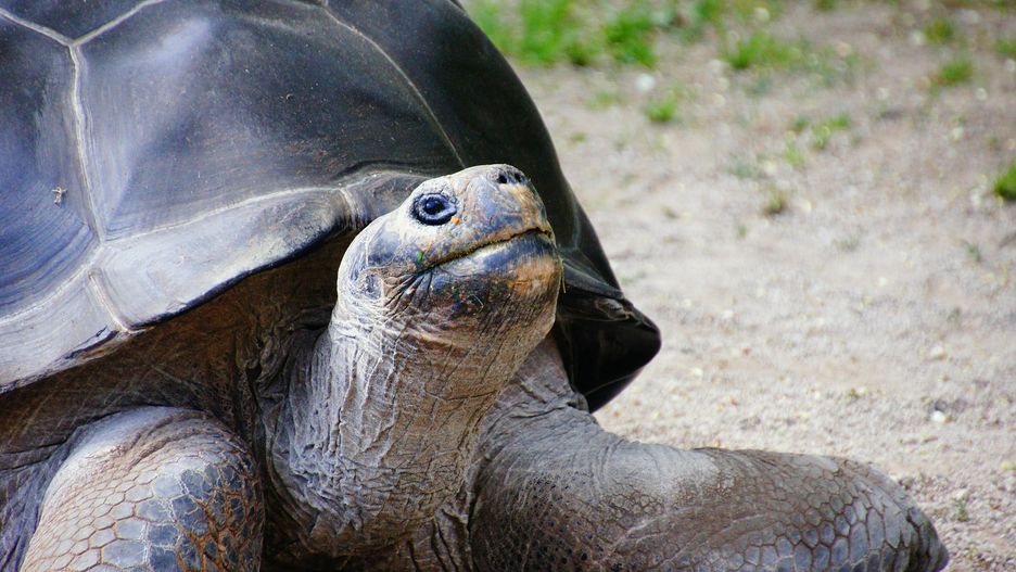 Seszele. Żółw upolował ptaka. Pierwsze takie nagranie 