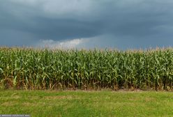 Wielkopolskie. 9-latka zaatakowana na polu przez 12-latka. Trafiła do szpitala