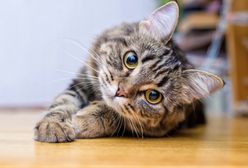 Jak długo żyją koty? Rekordzistka zaskoczyła wszystkich