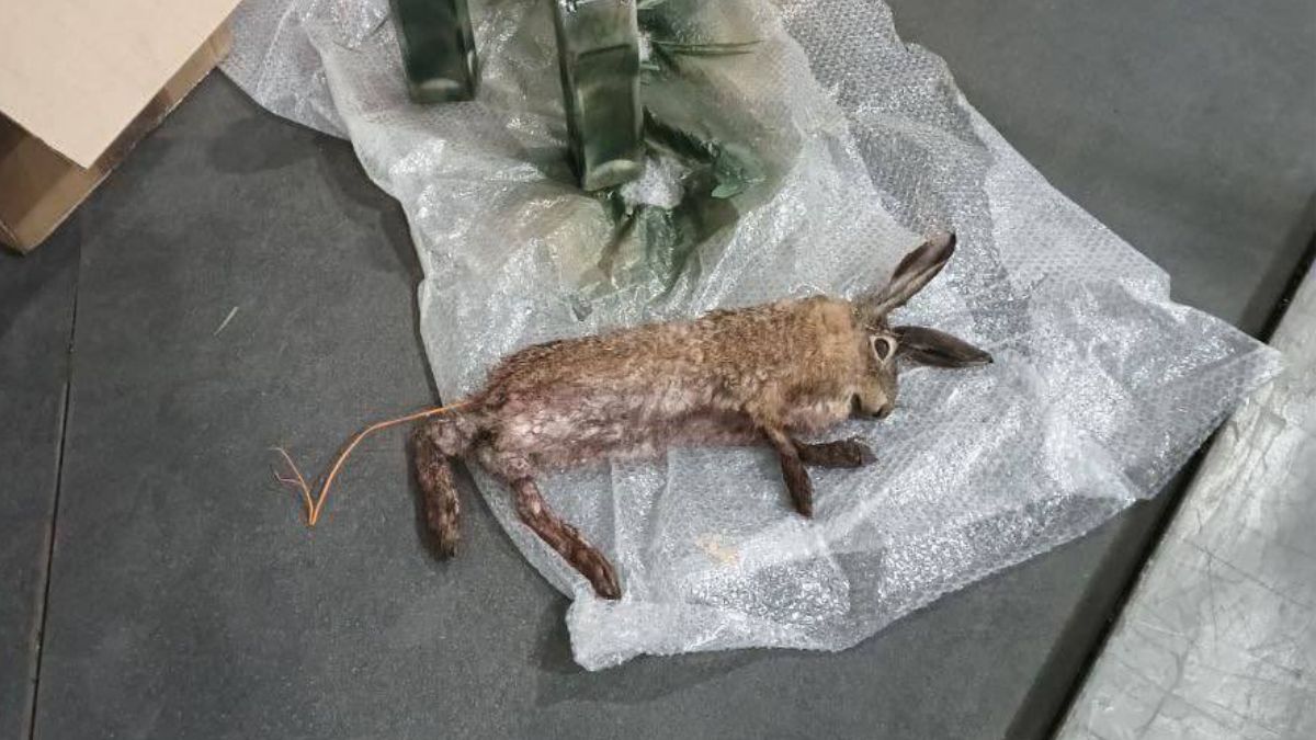 Zwierzęta z bombami. Nowa taktyka na wojnie rosyjsko-ukraińskiej