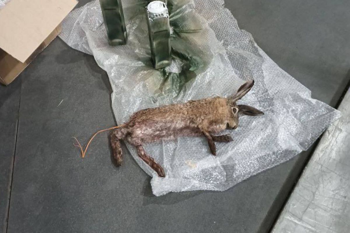 Faszerują ładunkami martwe zwierzęta. Kontrowersyjna taktyka Rosjan