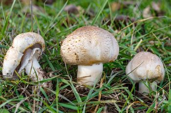 Wygląda jak jadalna pieczarka. Ale to bardzo podstępny i niebezpieczny grzyb