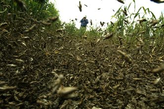 Plaga szarańczy na włoskiej wyspie. Na pomoc wysłano wojsko