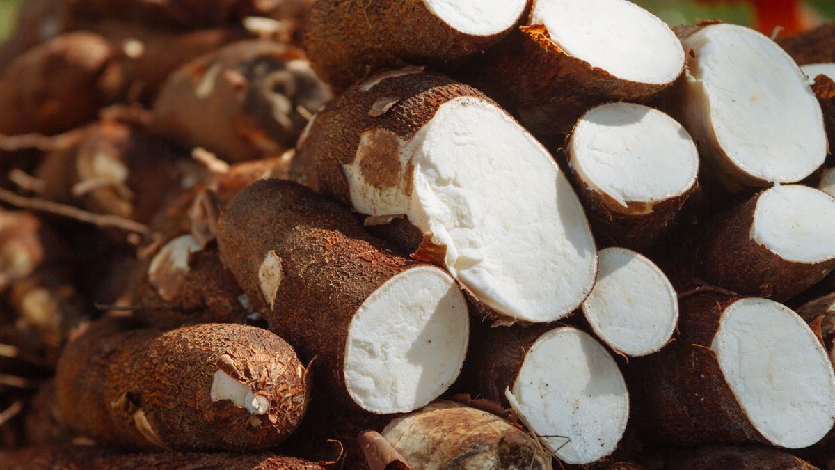 Maniok ma wiele właściwości