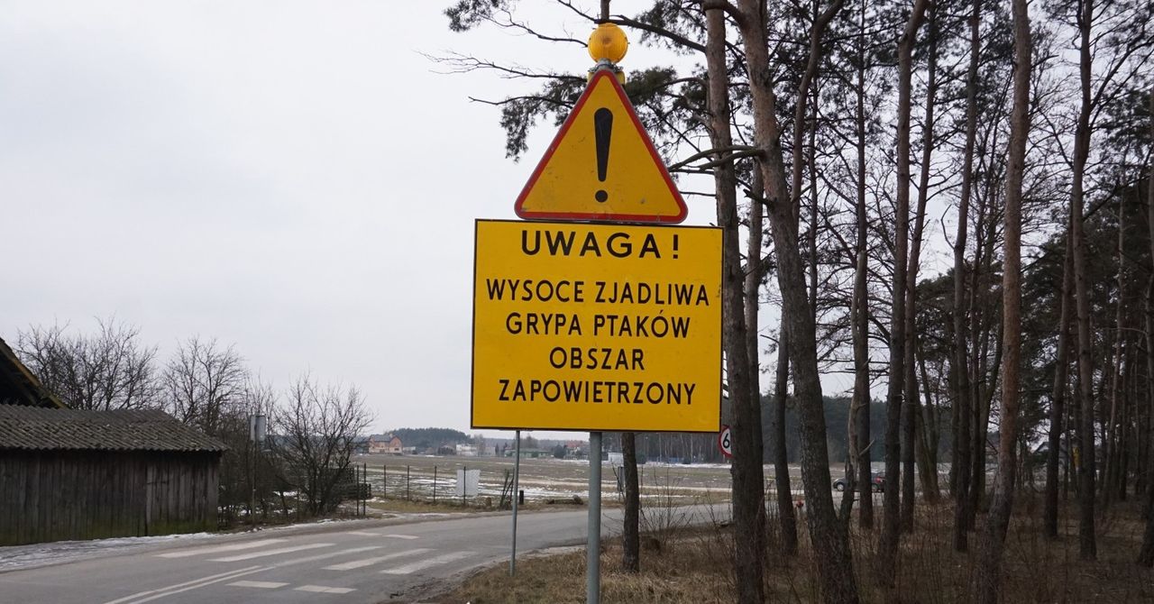 Wielkopolska: Strefa zwalczania wysoce zjadliwej grypy ptaków (HPAI)