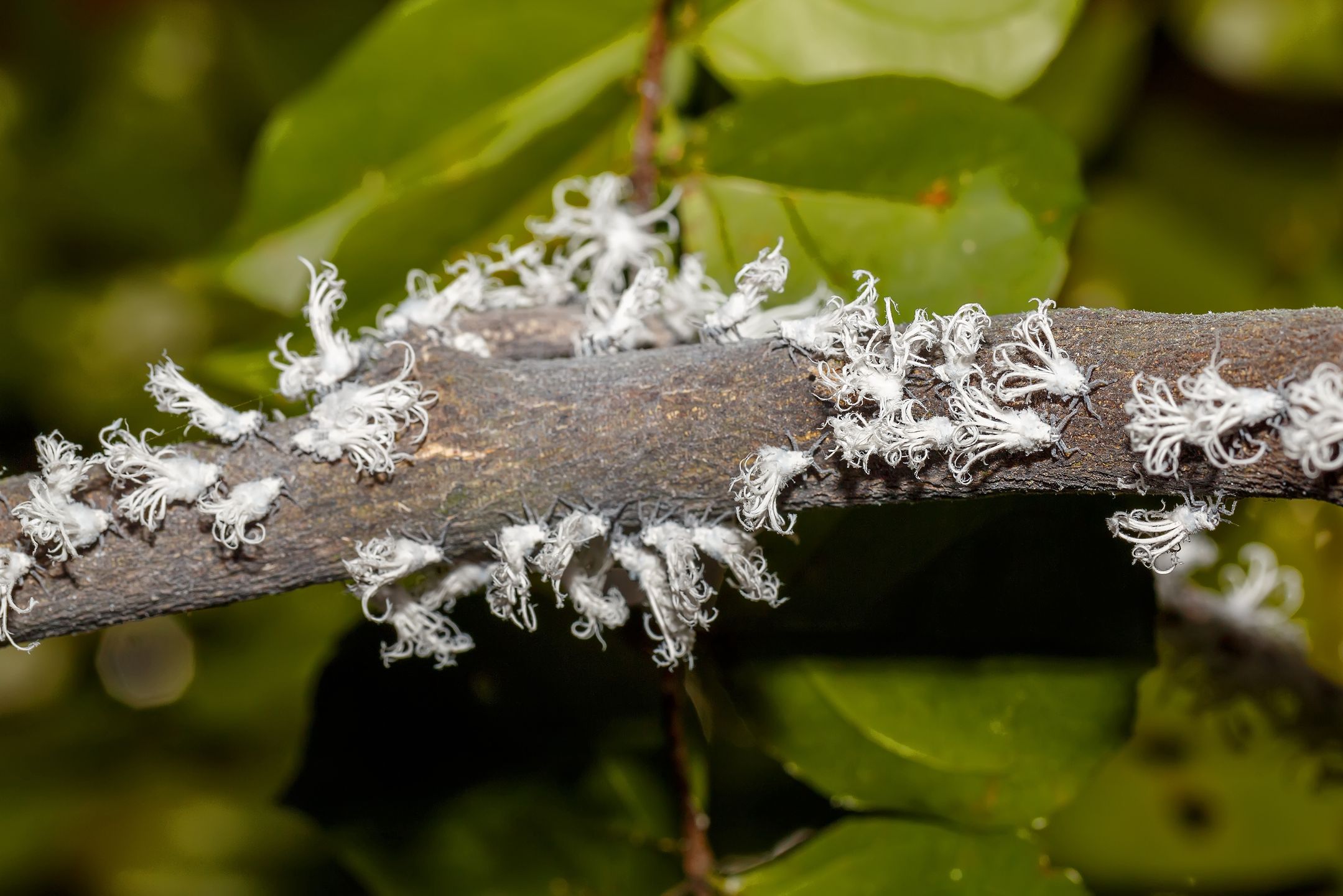 Metcalfa pruinosa
