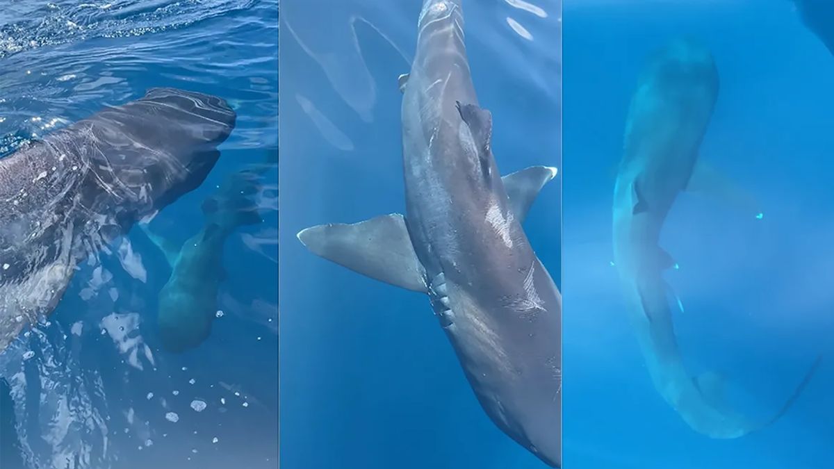 Pierwszy raz udało się ująć na filmie dwa rekiny wielkogębowe.