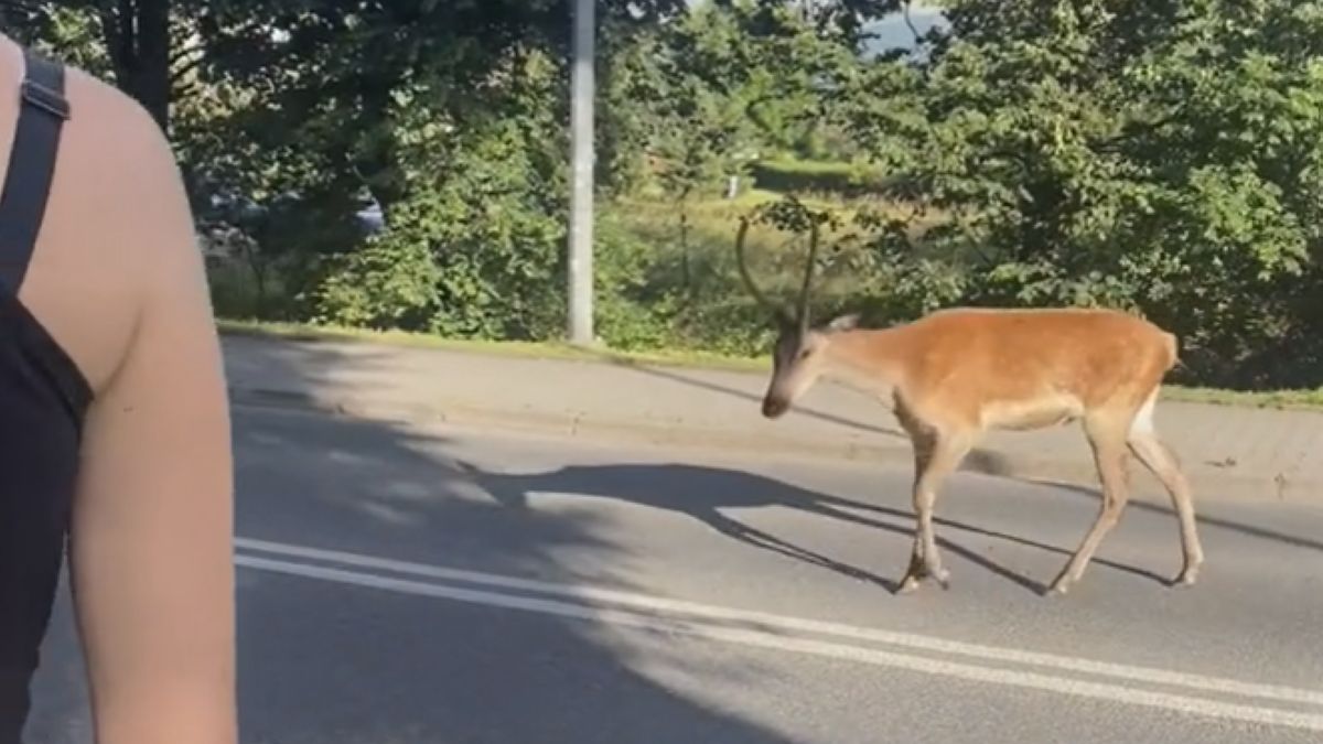 Sarny i jelenie to coraz większy problem w Zakopanem. 