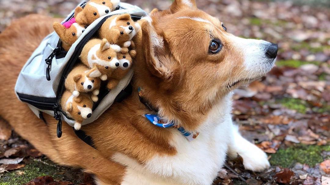 Ulubiony Corgi internetu na przeuroczych zdjęciach 1