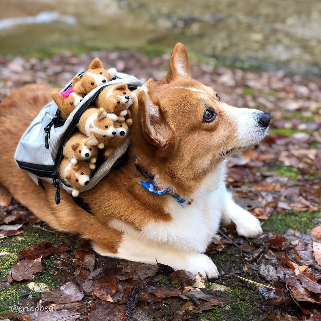 Ulubiony Corgi internetu na przeuroczych zdjęciach