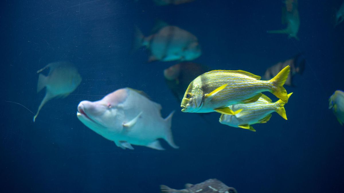 Ciguatera to zatrucie toksynami morskimi. Dochodzi do niego najczęściej wskutek spożycia niektórych gatunków ryb morskich, głównie pochodzących z obszarów tropikalnych: Morza Karaibskiego, Oceanu Spokojnego i Indyjskiego.