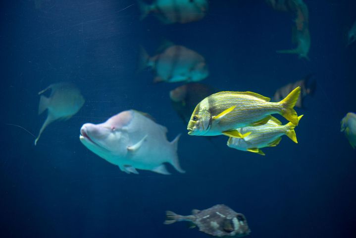 Ciguatera to zatrucie toksynami morskimi. Dochodzi do niego najczęściej wskutek spożycia niektórych gatunków ryb morskich, głównie pochodzących z obszarów tropikalnych: Morza Karaibskiego, Oceanu Spokojnego i Indyjskiego.