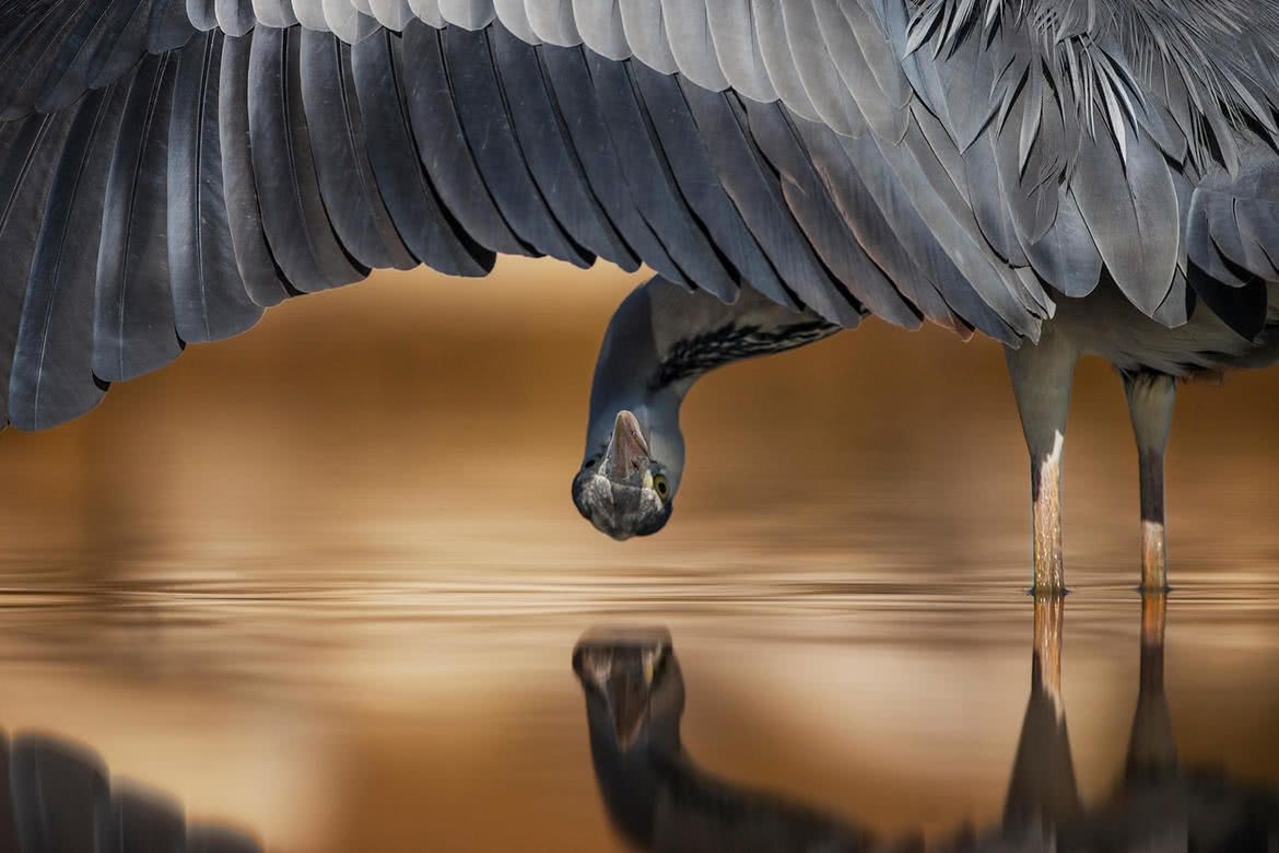 Oto najlepsze zdjęcia ptaków w konkursie Bird Photographer of the Year 2017 6