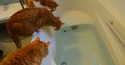 Kot na wannie. Właściciel nagrał, co stało się chwilę później