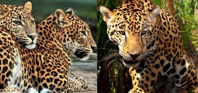 Jak odróżnić lamparta od jaguara? Zabłyśnij w towarzystwie