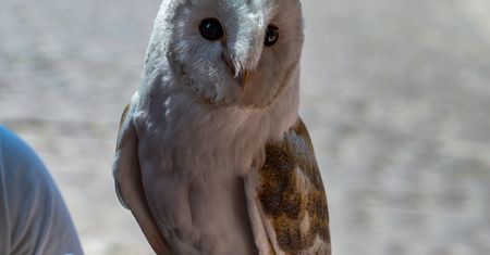 Nielegalna atrakcja w Zakopanem. Mężczyzna został zatrzymany