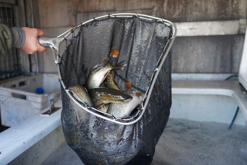 Młode szczupaki opanowały Wisłę