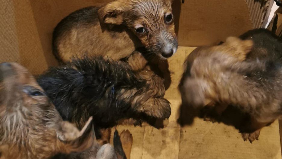 Porzucone szczeniaki w kartonie