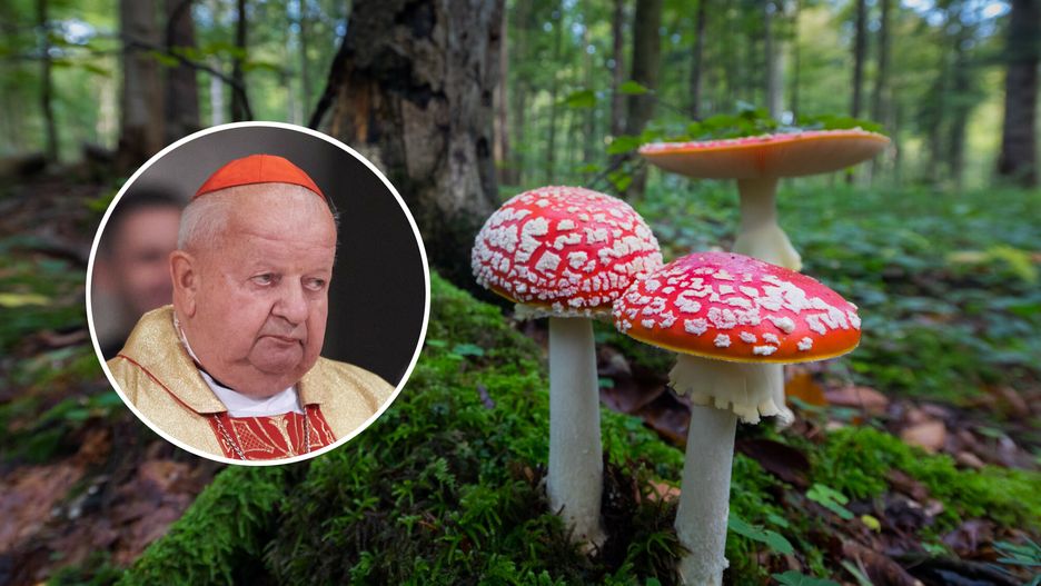 Portret Stanisława Dziwisza. Kardynał stał się... muchomorem 