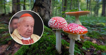 Kardynał Dziwisz z muchomorem na głowie. Praca trafi na wystawę