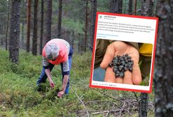 Jagody są już w lasach. W tych przypadkach ich zbiór może zakończyć się mandatem