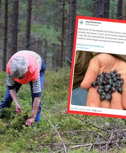 Jagody są już w lasach. W tych przypadkach ich zbiór może zakończyć się mandatem