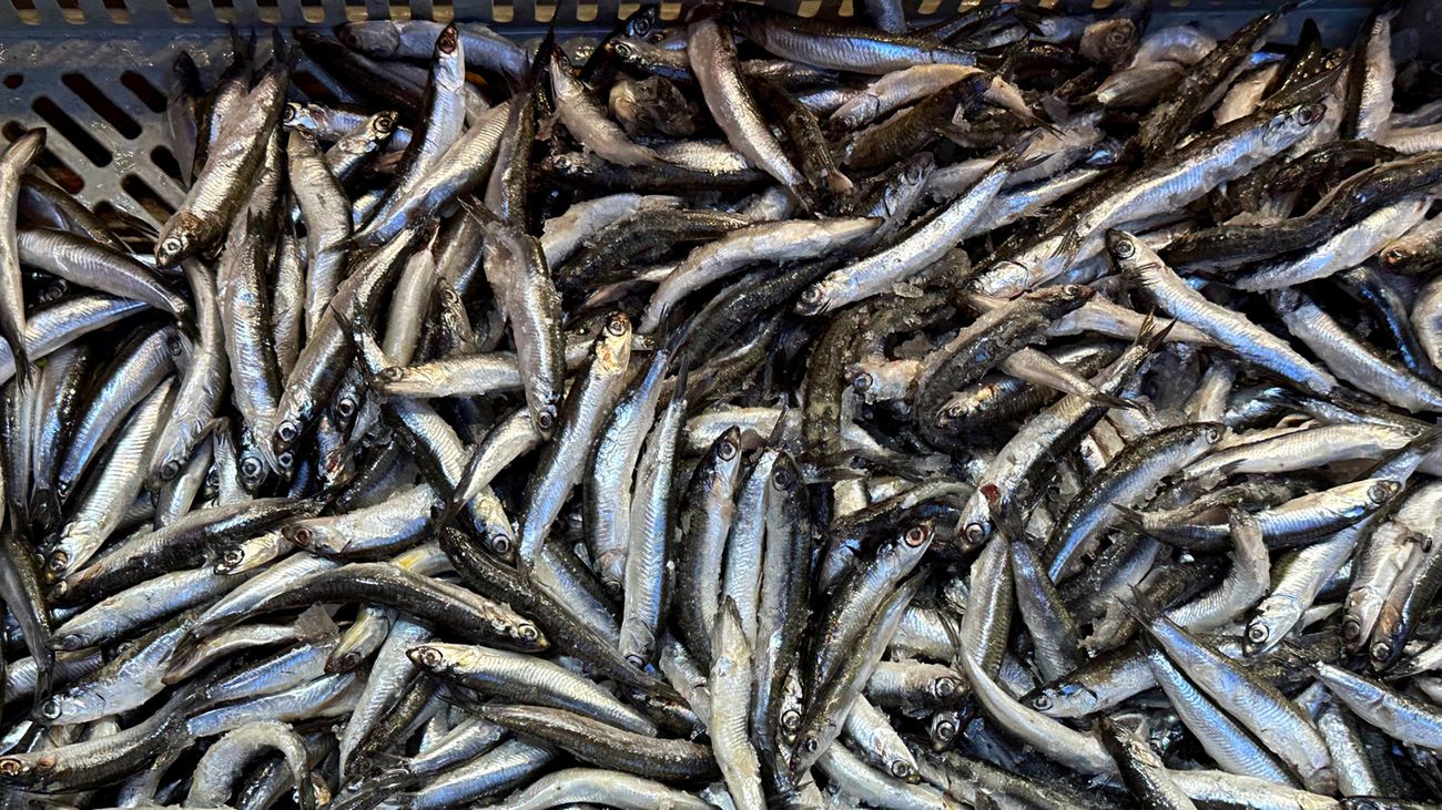 Regularne spożywanie sardynek może wspierać zdrowie serca