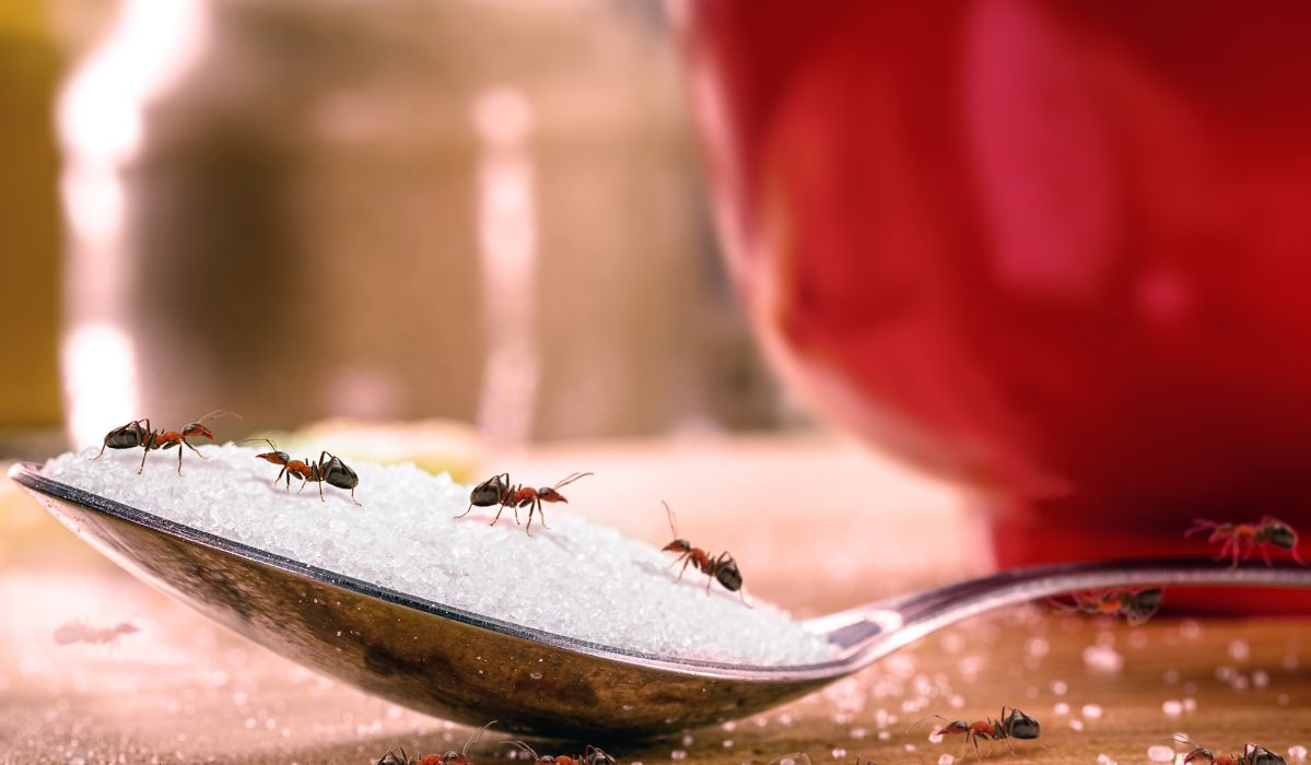 Mrówki w kuchni? Pozbądź się ich w prosty sposób