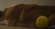 CES 2020. Robot Ballie Samsunga, czyli tamagotchi XXI wieku