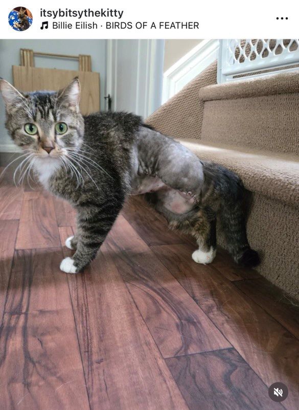 Bitsy the cat after surgery