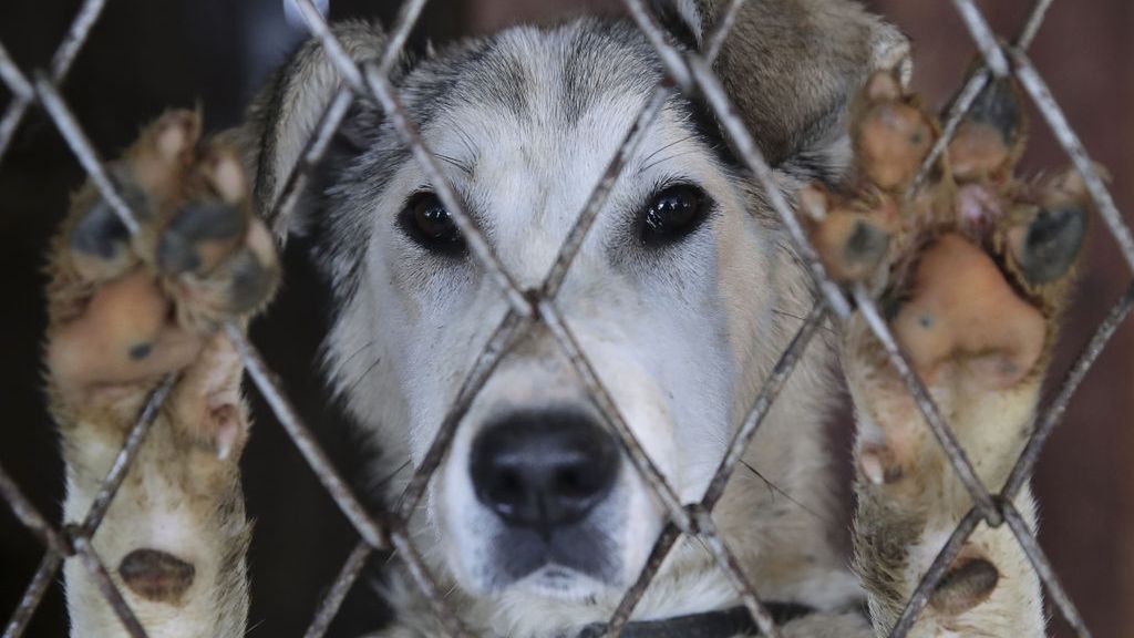 Po pandemii właściciele masowo oddają psy do schronisk 