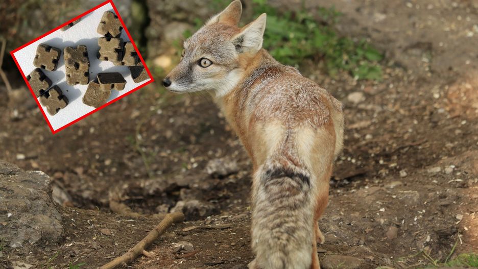 Koleje przypadki wścieklizny w woj. lubelskim