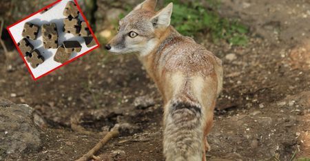 Masowe szczepienia zwierząt. Kolejne przypadki groźnej choroby