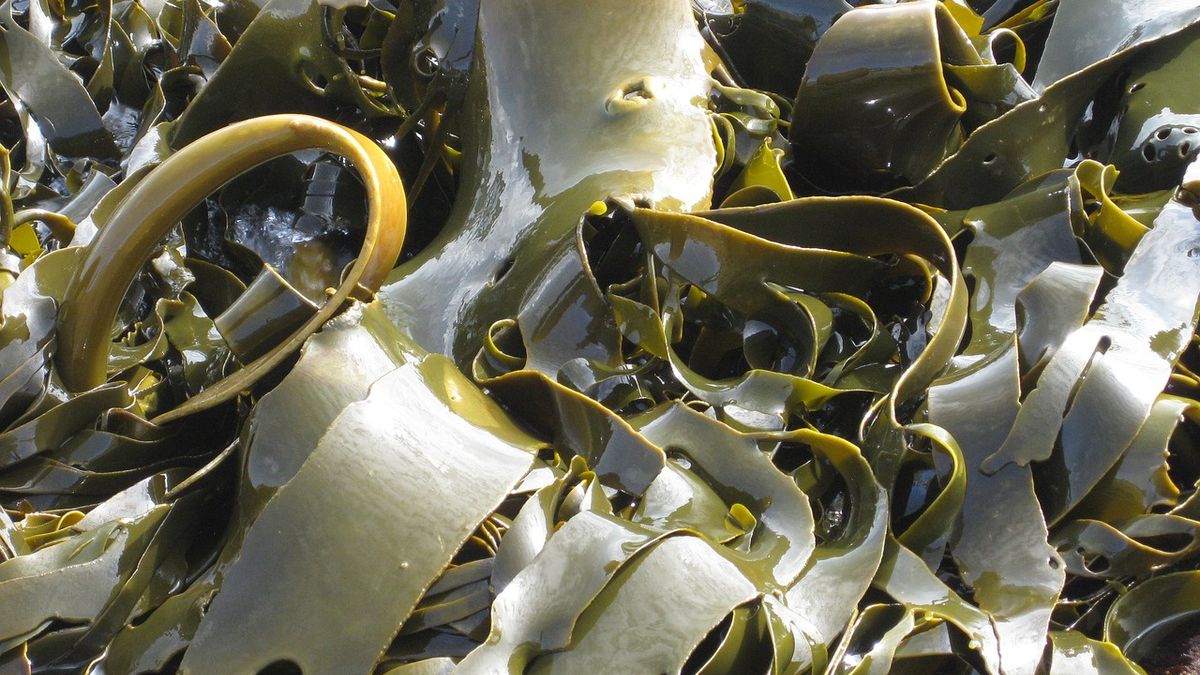 Co jedli nasi przodkowie?