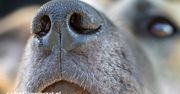 Nie tylko pies ma genialny nos – poznaj prawdziwych mistrzów węchu