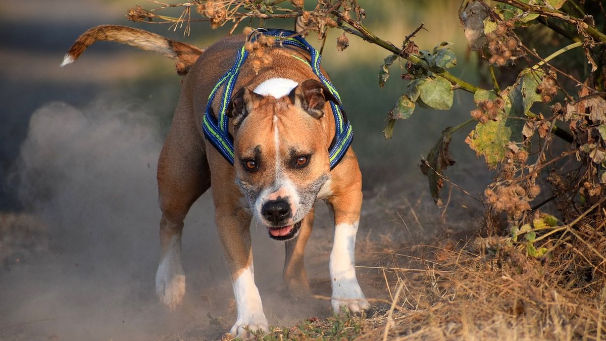 Amstaff