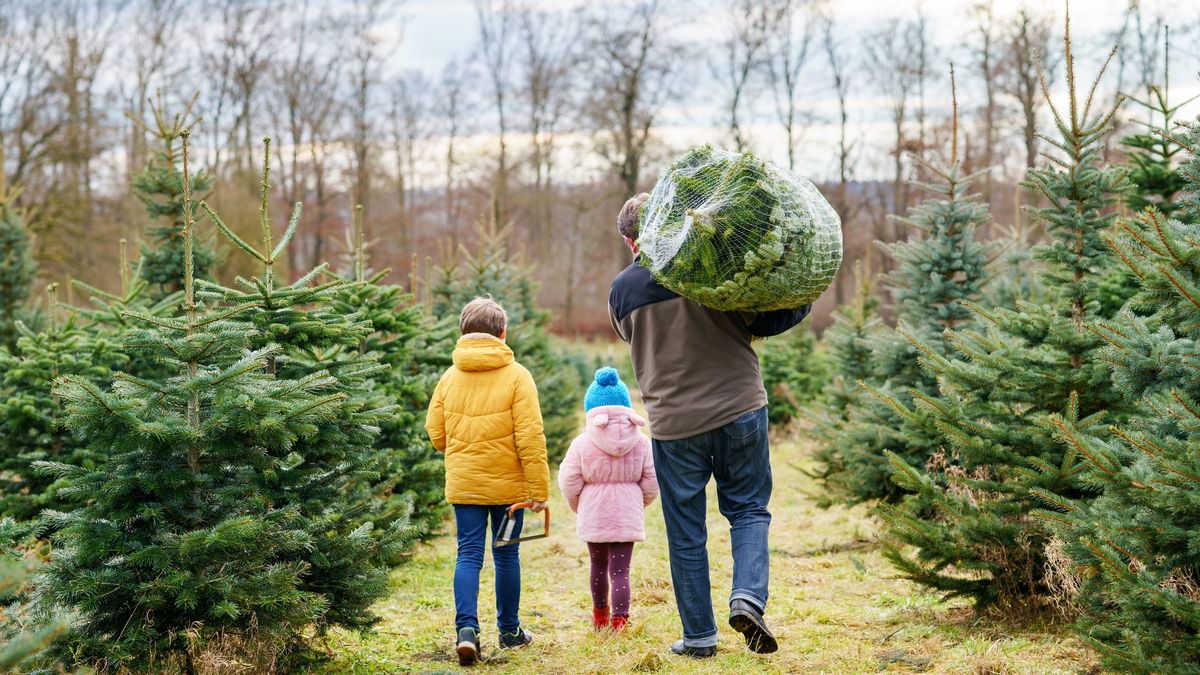 Lasy Państwowe znów sprzedają choinki