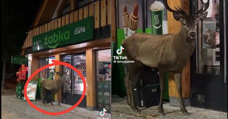 Stał pod Żabką. Klienci myśleli, że to świąteczna dekoracja