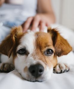 Szczekanie psa może być powodem grzywny?