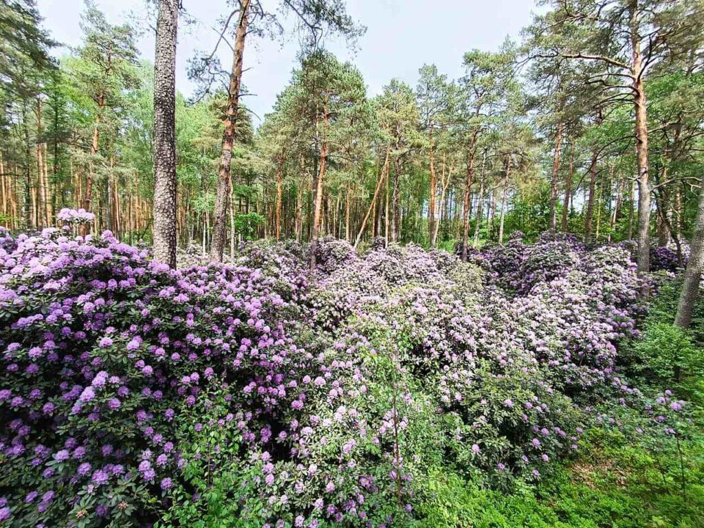 Rezerwat rododendronowców